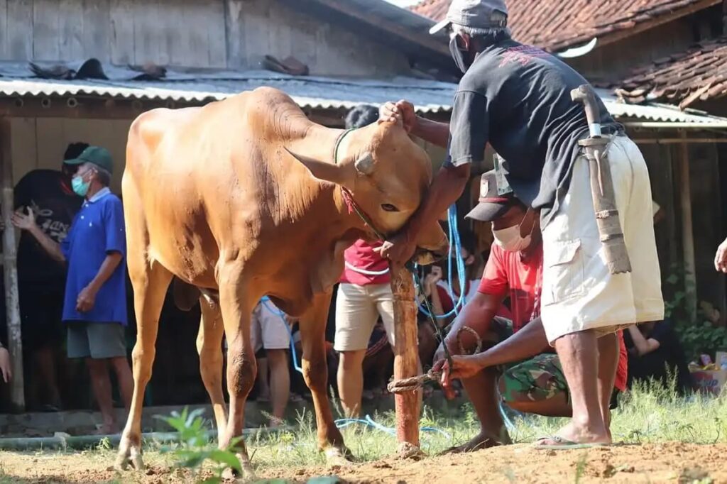 Beberapa orang sedang mengikat sapi kurban di depan rumah untuk persiapan penyembelihan pada saat Iduladha